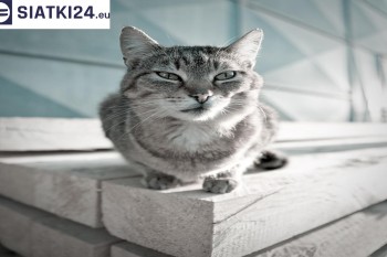 Siatki Chełm - Siatka na balkony dla kota i zabezpieczenie dzieci dla terenów Chełma