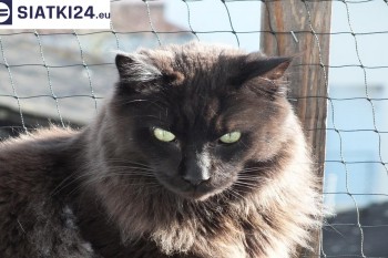 Siatki Chełm - Zabezpieczenie balkonu siatką - Kocia siatka - bezpieczny kot dla terenów Chełma
